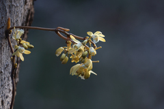 Erythrorchis cassythoides