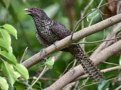 Eudynamys scolopaceus