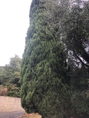 Cupressus sempervirens