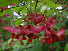 Euonymus macropterus