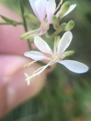 Gaura