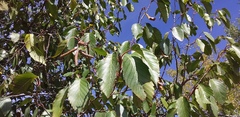 Alnus acuminata