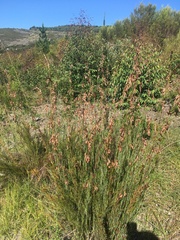 Thamnochortus glaber