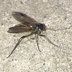 Rhagio
