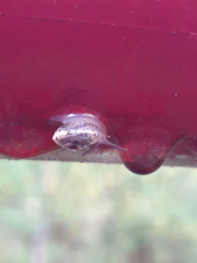 Hygromia cinctella