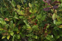 Lyonia ligustrina