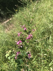 Lespedeza thunbergii