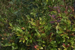 Lyonia ligustrina