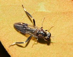 Exaireta spinigera