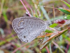 Ypthima asterope