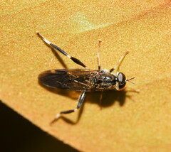 Exaireta spinigera