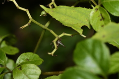 Svistella bifasciata