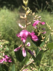 Lespedeza thunbergii