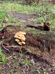 Gymnopilus penetrans