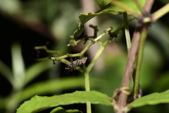 Svistella bifasciata