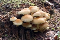 Gymnopilus penetrans