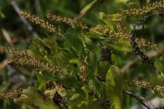 Clethra alnifolia