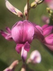 Lespedeza thunbergii