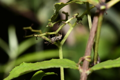Svistella bifasciata