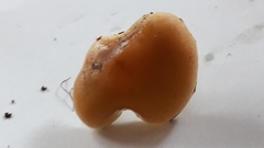 Gymnopilus penetrans