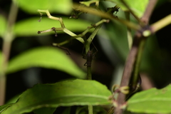 Svistella bifasciata