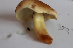 Gymnopilus penetrans