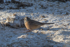 Emberiza godlewskii