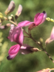 Lespedeza thunbergii