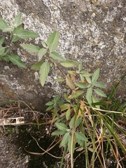 Caryopteris × clandonensis