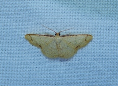 Lomographa indularia