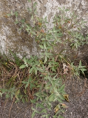 Caryopteris × clandonensis