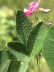 Lespedeza thunbergii