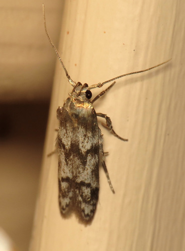 Asaphocrita aphidiella photo 2