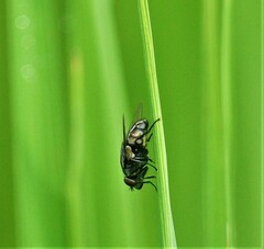 Muscidae