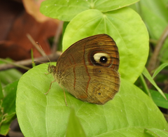 Mycalesis junonia
