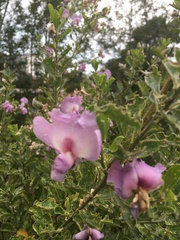 Podalyria calyptrata