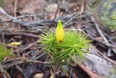 Stenanthera pinifolia