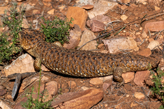 Tiliqua rugosa