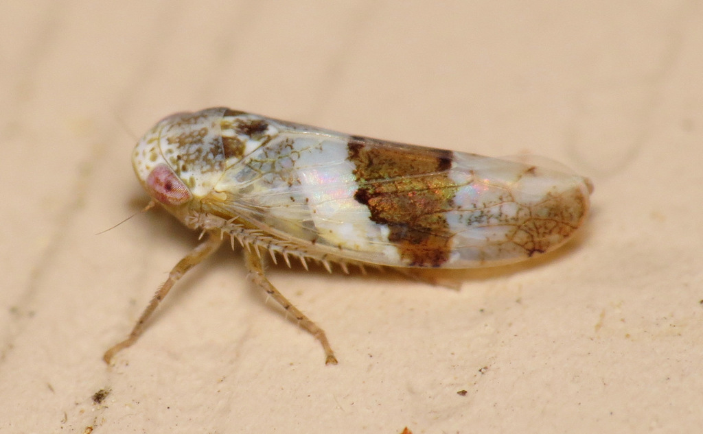 Norvellina seminuda