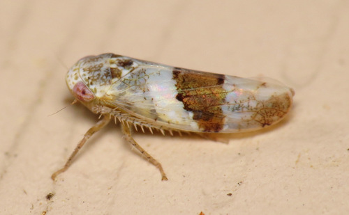 Norvellina seminuda