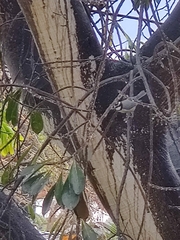 Cyanistes teneriffae