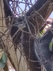 Cyanistes teneriffae