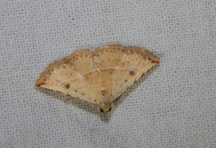 Eublemma gayneri