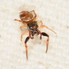 Zygoballus rufipes