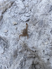 Serradigitus wupatkiensis