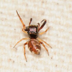 Zygoballus rufipes