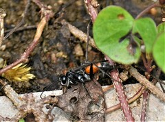 Arachnospila