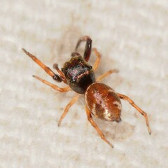 Zygoballus rufipes