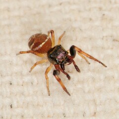 Zygoballus rufipes