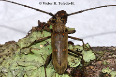 Susuacanga stigmatica